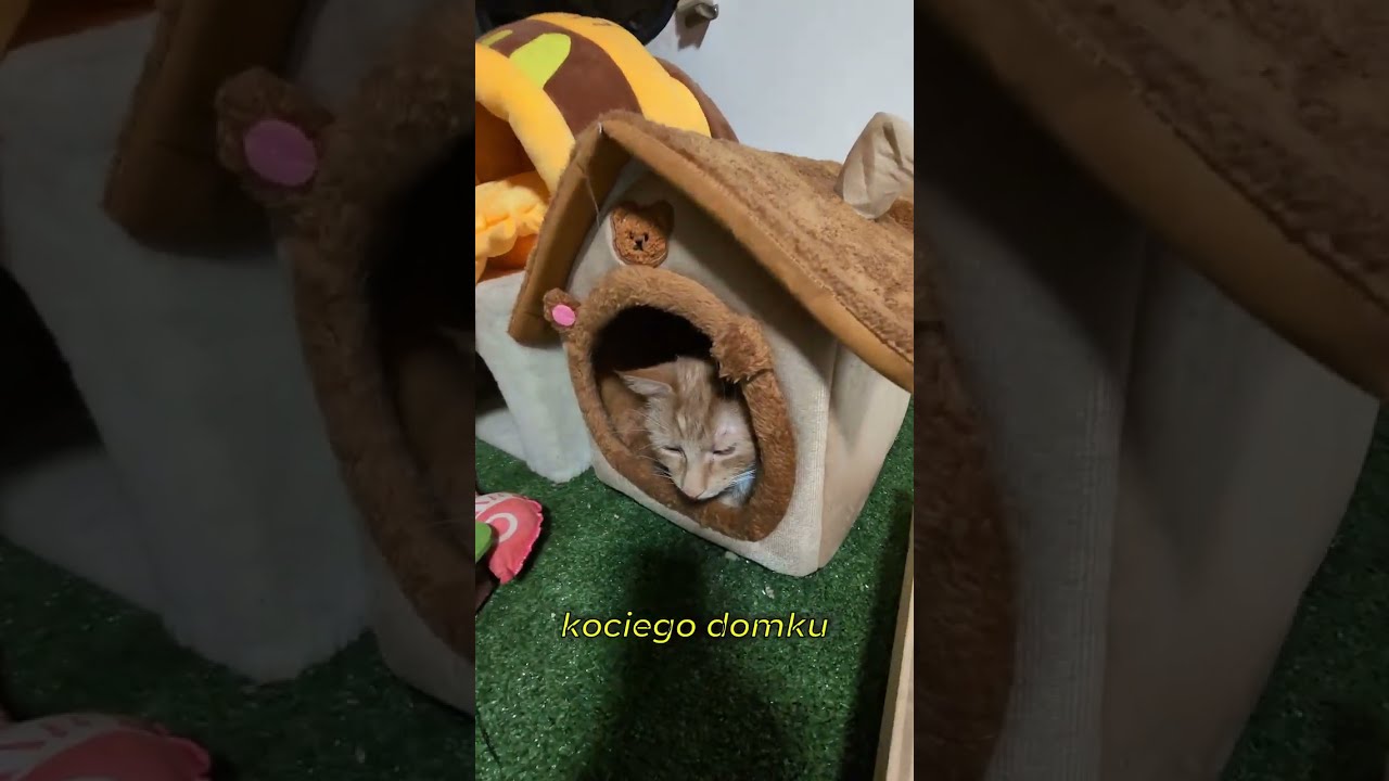 Ten rudy kot to prawdziwy SZEF 😼🔥Nie ulubieniec&hellip; tylko właściciel całego domu.