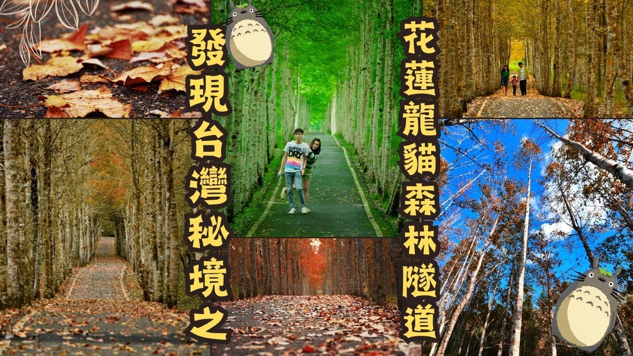 根本不用飛日本，台灣就有超美龍貓隧道！這裡是秋冬最不像台灣的地方！走進花蓮大農大富單車道的那一刻，時間慢了下來！騎行者的天堂！