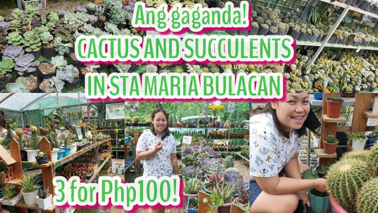 CACTUS & SUCCULENTS HAVEN IN STA MARIA BULACAN