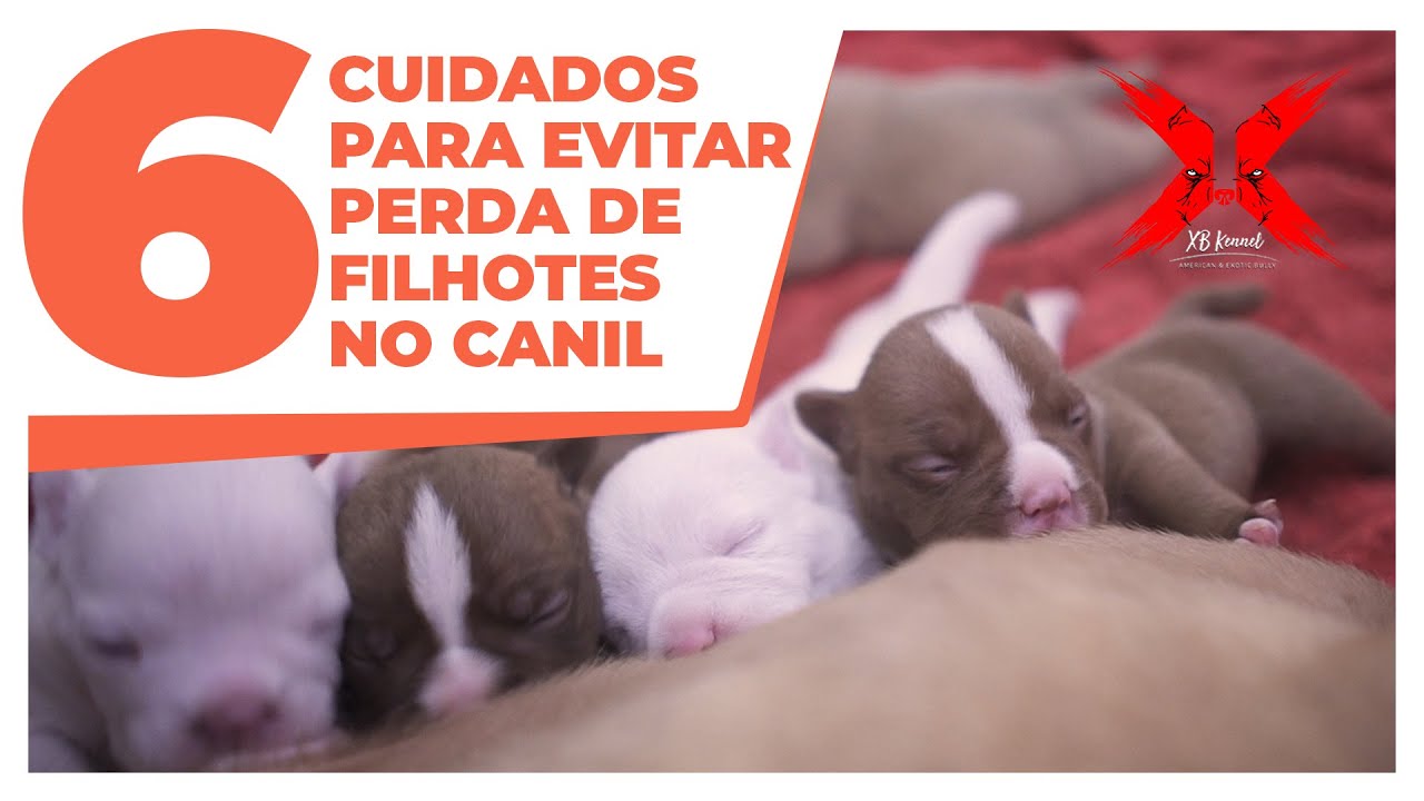 COMO CUIDAR DOS FILHOTES para não perder nenhum da ninhada | XB Kennel