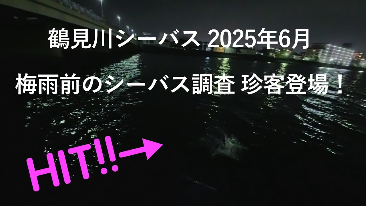 鶴見川シーバス 2025年6月 梅雨前のシーバス調査 珍客登場！