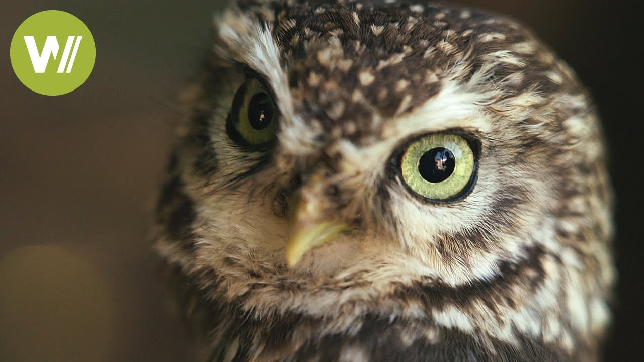 Owl sanctuary of the Eifel - Injured owls find a new home until their recovery