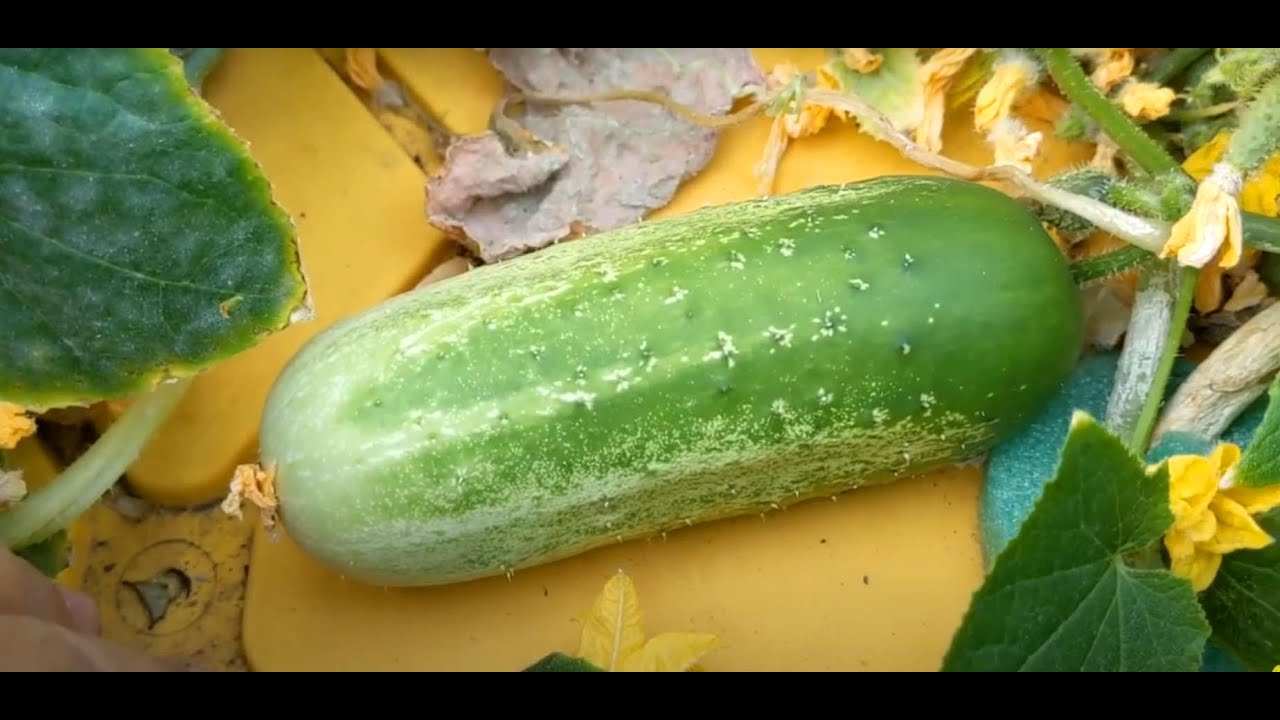 Growing hydroponic cucumbers in a bin using the Kratky method