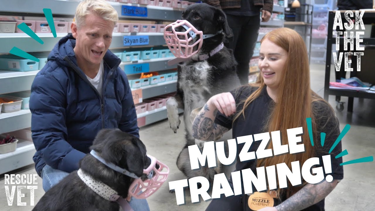 Как приучить собаку к наморднику? Совместно с The Muzzle Movement | Вопрос ветеринару с доктором ...