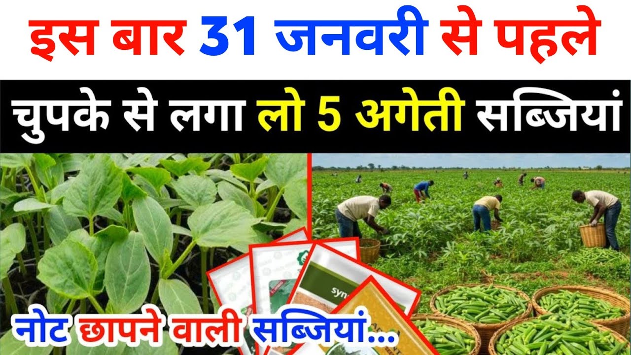 नोट छापने वाली सब्जी की खेती | जनवरी-फरवरी में कौन सी सब्जी लगाए | Ageti sabji ki kheti kab Karen