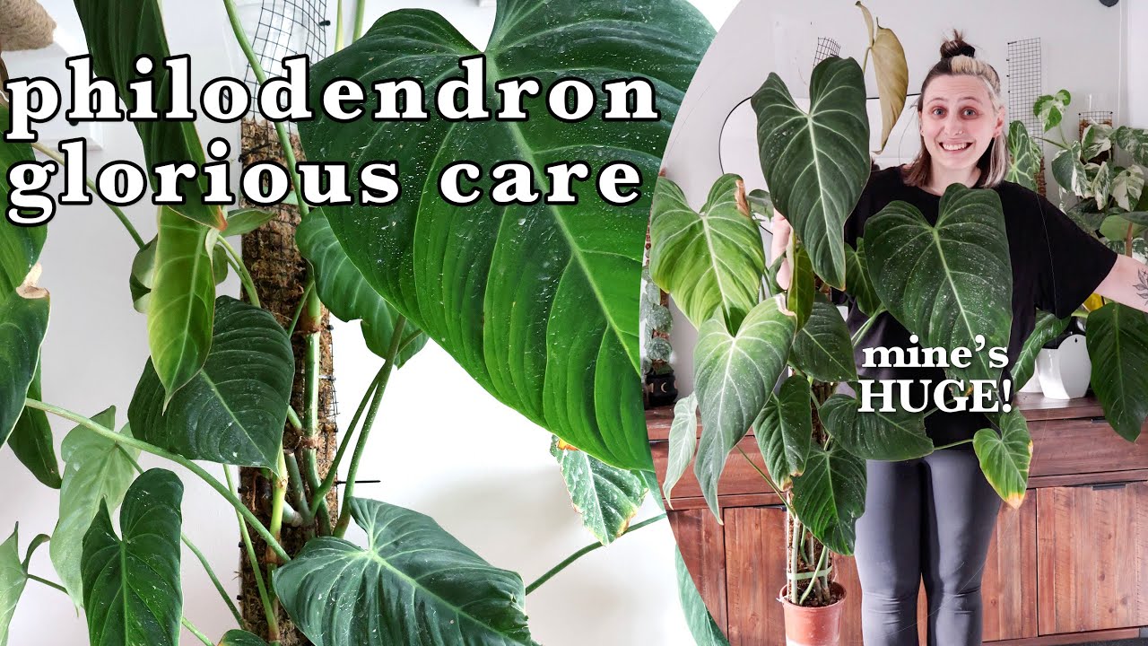 PHILODENDRON GLORIOUS care 🪴 Healthy Growth Tips & Tricks