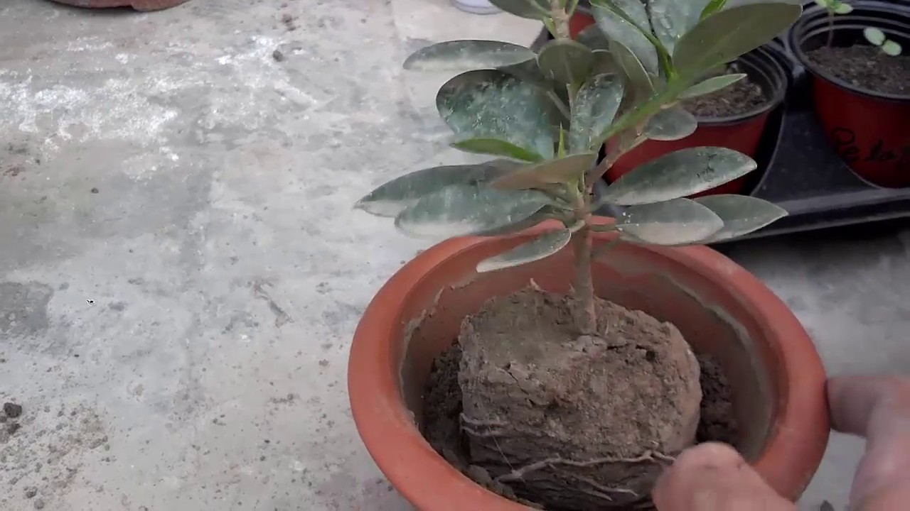 Starting A Bonsai Part-1 (Urdu/Hindi)