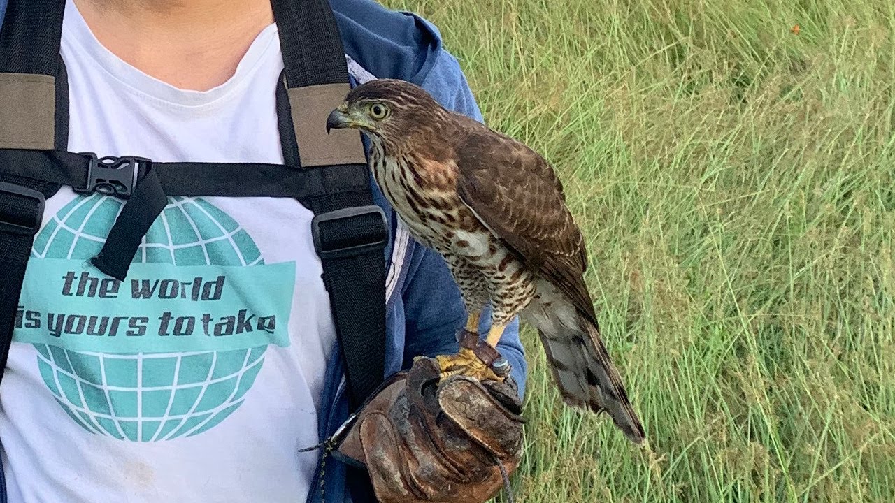 Training Crested Goshawk for falconry ( Melatih elang alap Jambul/Cg dari brancher hingga hunting )