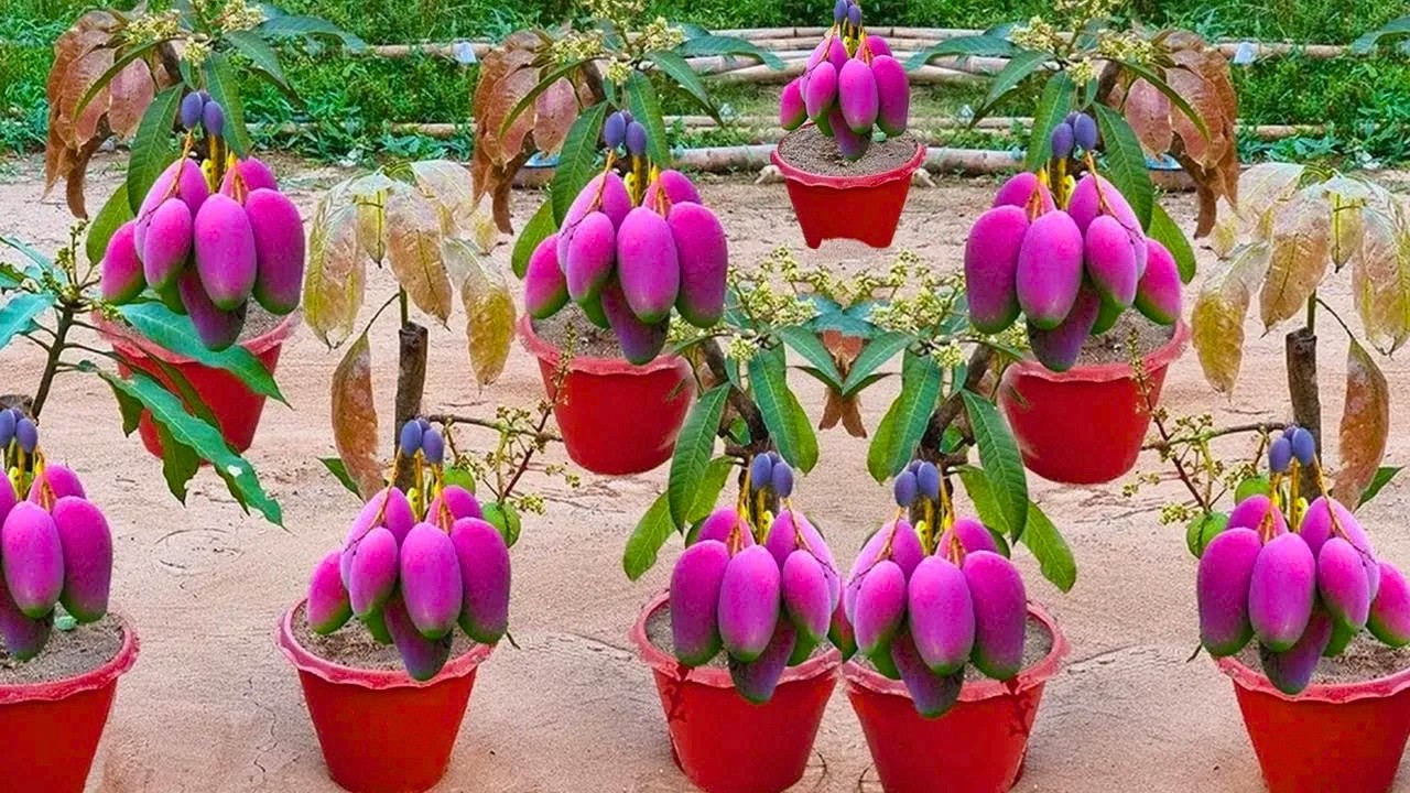 LIVE🔴 🌿How to Grow Mango at Home 🥭 | Step-by-Step Guide