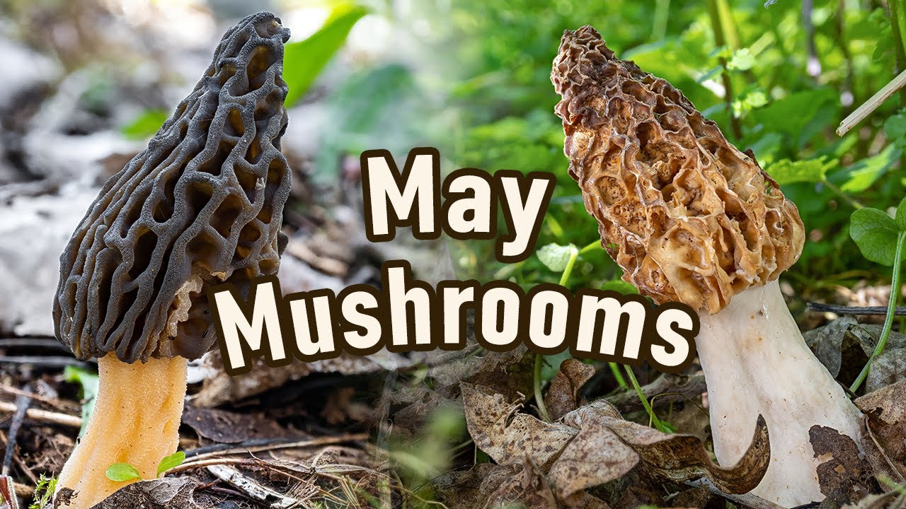 Morel Mushroom Hunting - May 2023 - Black morels | Yellow morels | Early morels | Morchella | Verpa