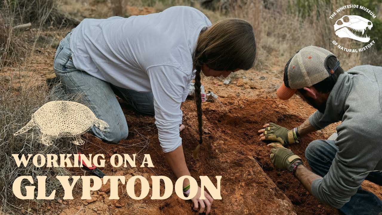 We Found a Glyptodon!