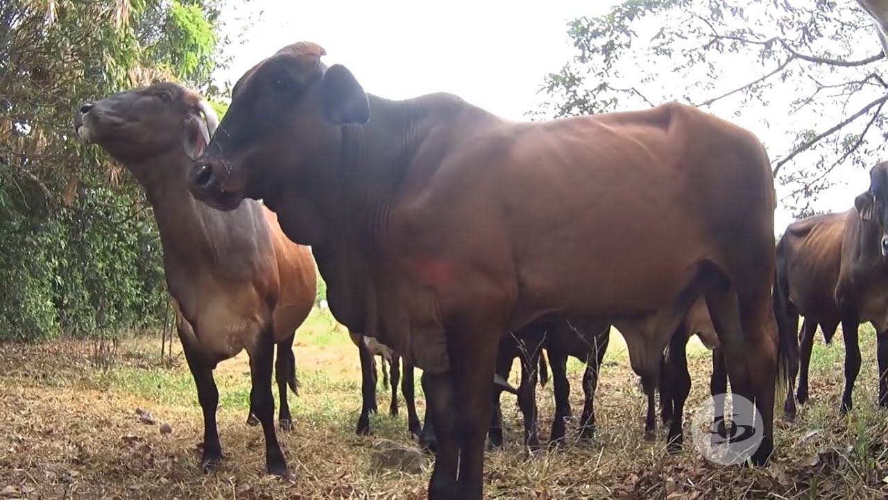 Quesería rural del Caquetá - La Finca de Hoy
