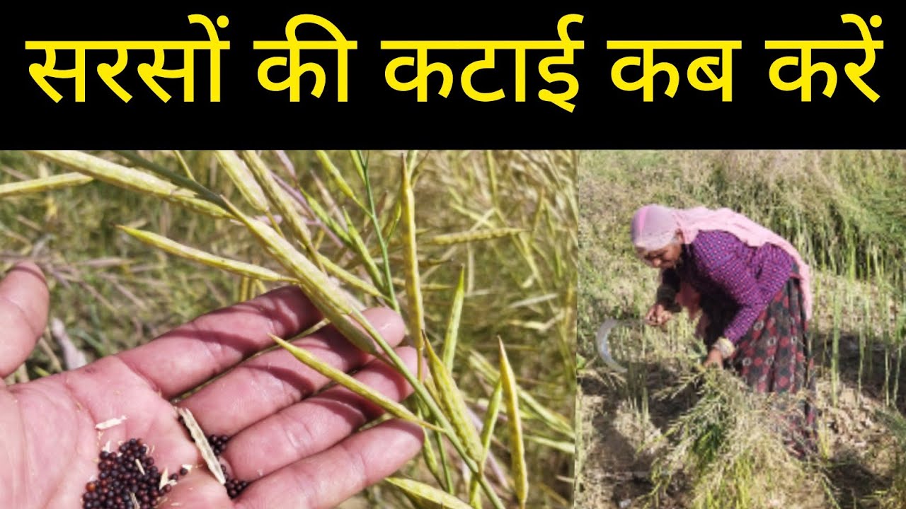 सरसों की कटाई कब करें||सरसों/रायड़ा की कटाई का सही समय||Sarso ki katai kab kare||Mustard harvesting