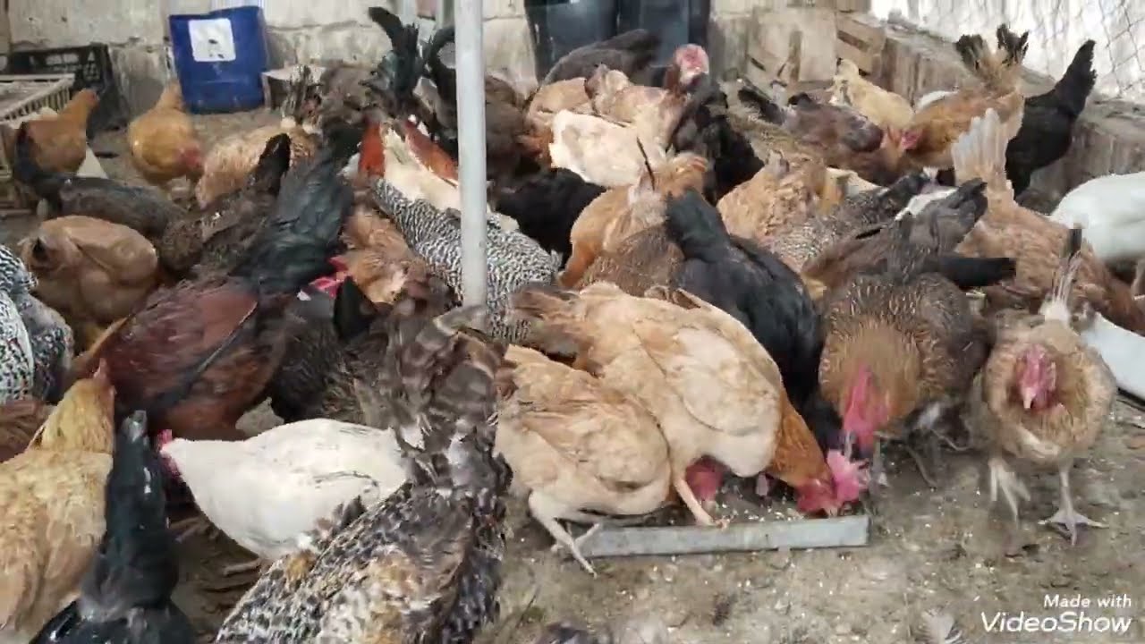 هنتكلم  عن الفراخ البياضة  وعن تحصين الفراخ بالعلاج البشرى