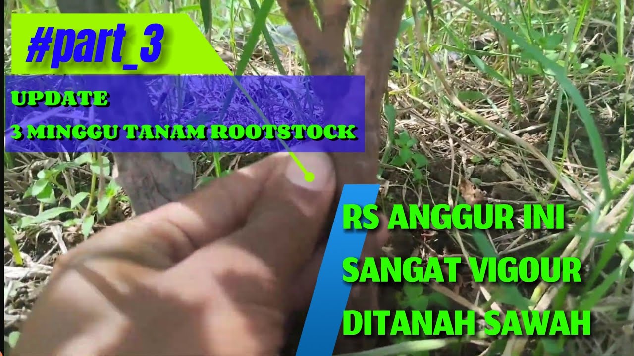 Rootstock Ini Sangat Vigor Dilahan Saya !!!