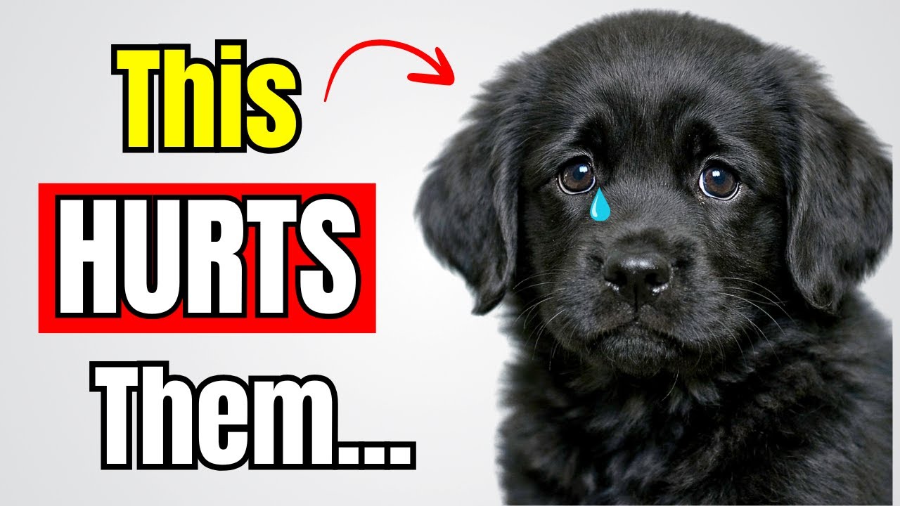 12 Habits That Emotionally Hurt Your Dog (99% Owners Do These) | Dog Care Tips