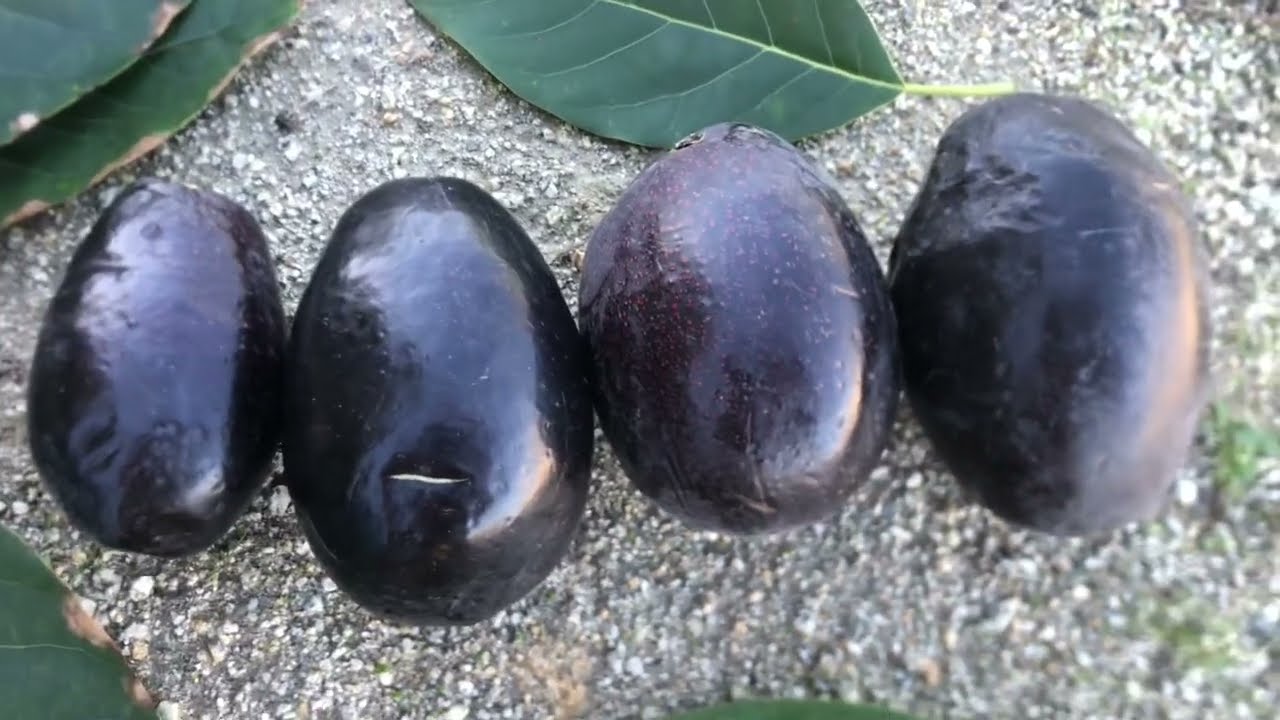 An Unnamed Large Thin Black Skinned Avocado