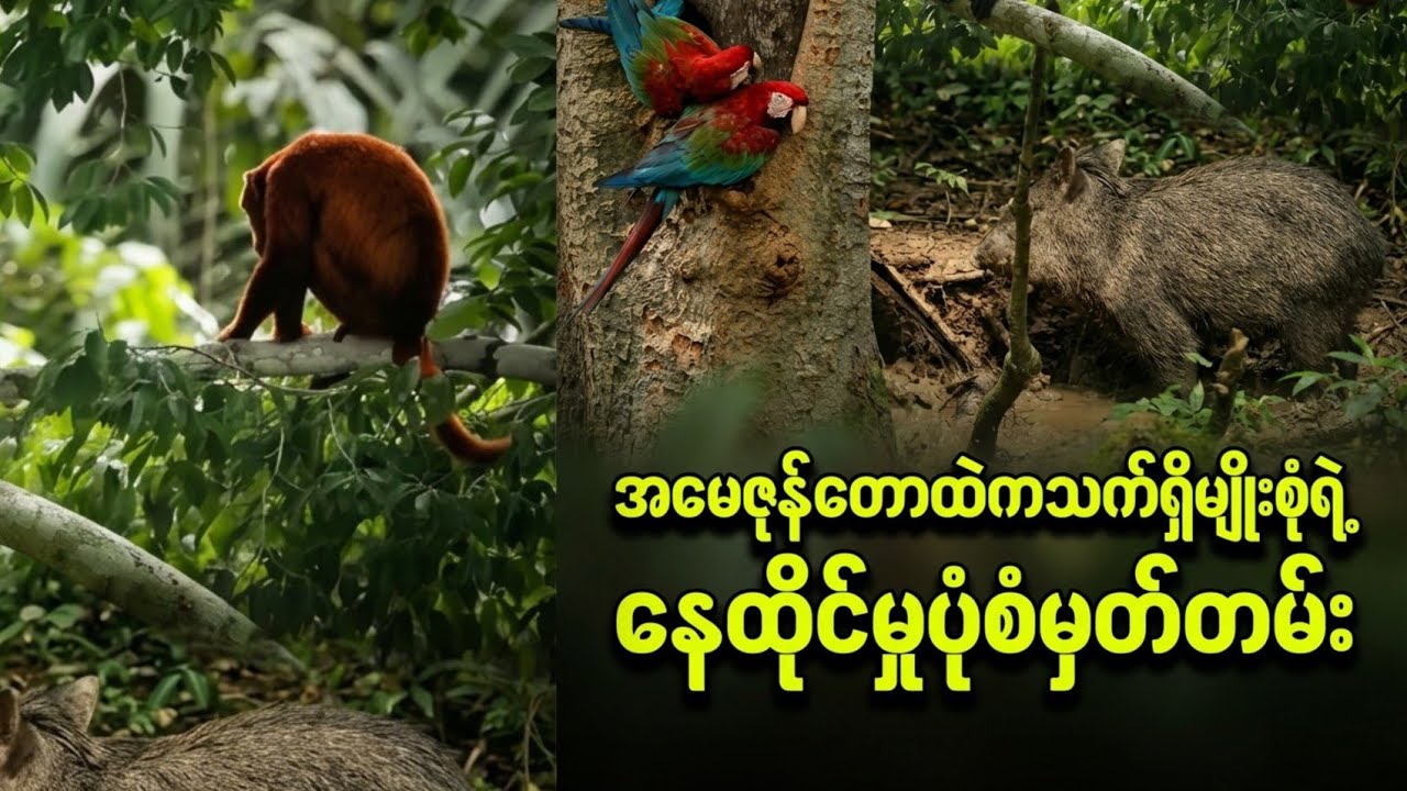 အမေဇုန်တောထဲက သက်ရှိမျိုးစုံရဲ့ နေထိုင်မှု မှတ်တမ်း အပိုင်း ၂ #animals #aivideo #amazon