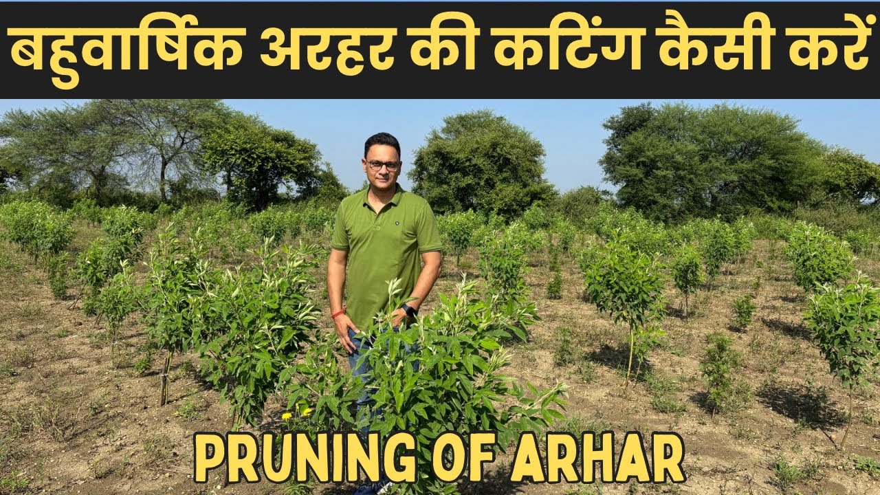 Arhar ki cutting kaise karen | Arhar ki 3G cutting | Arhar ki cutting kab karen