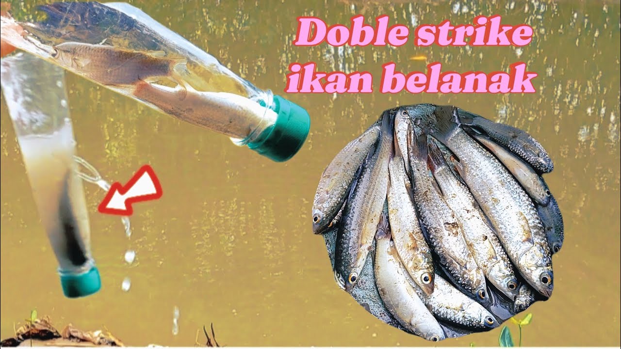 testing botol perangkap ikan belanak ukuran kecil @CAHBEJOCILACAP998 #perangkapikanbelanak