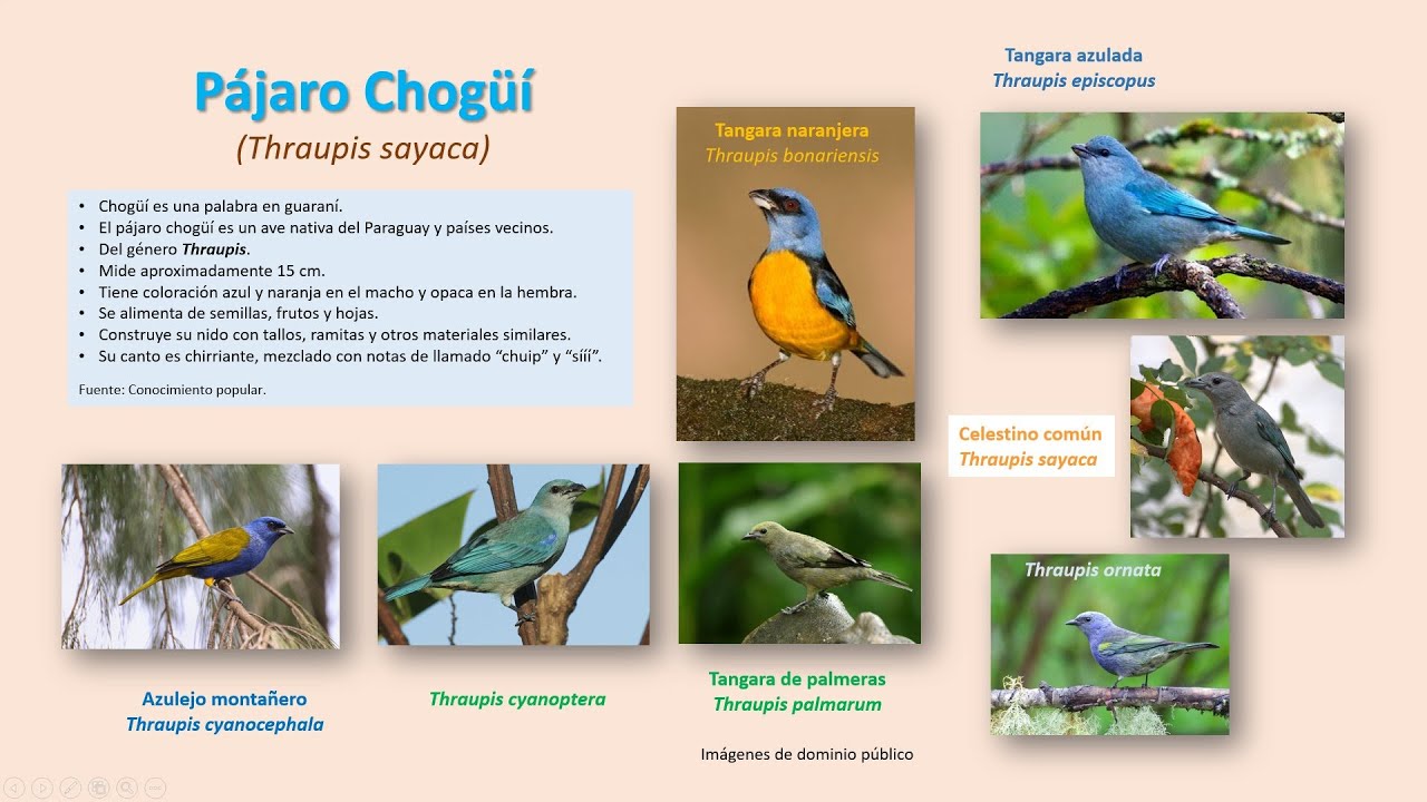 Leyenda del Pájaro Chogüí