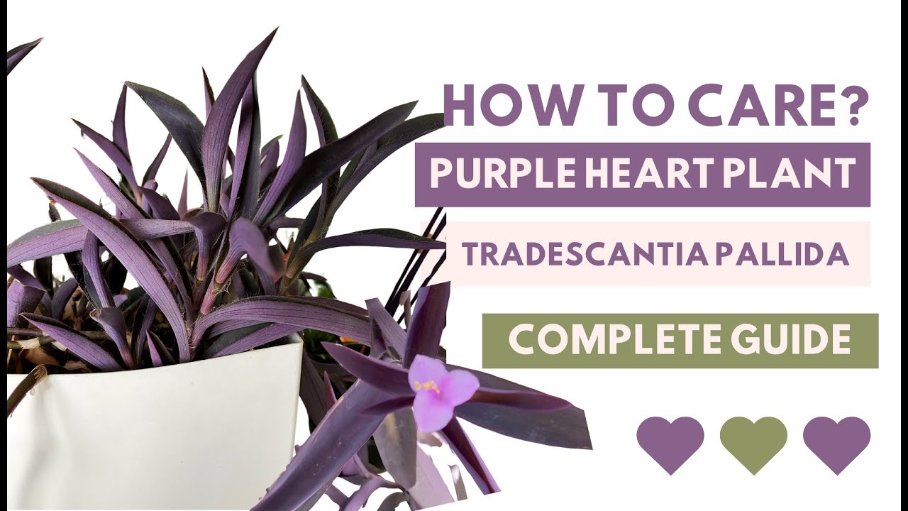 Как ухаживать за традесканцией бледной сорта «Purple Heart»: всё, что вам нужно знать