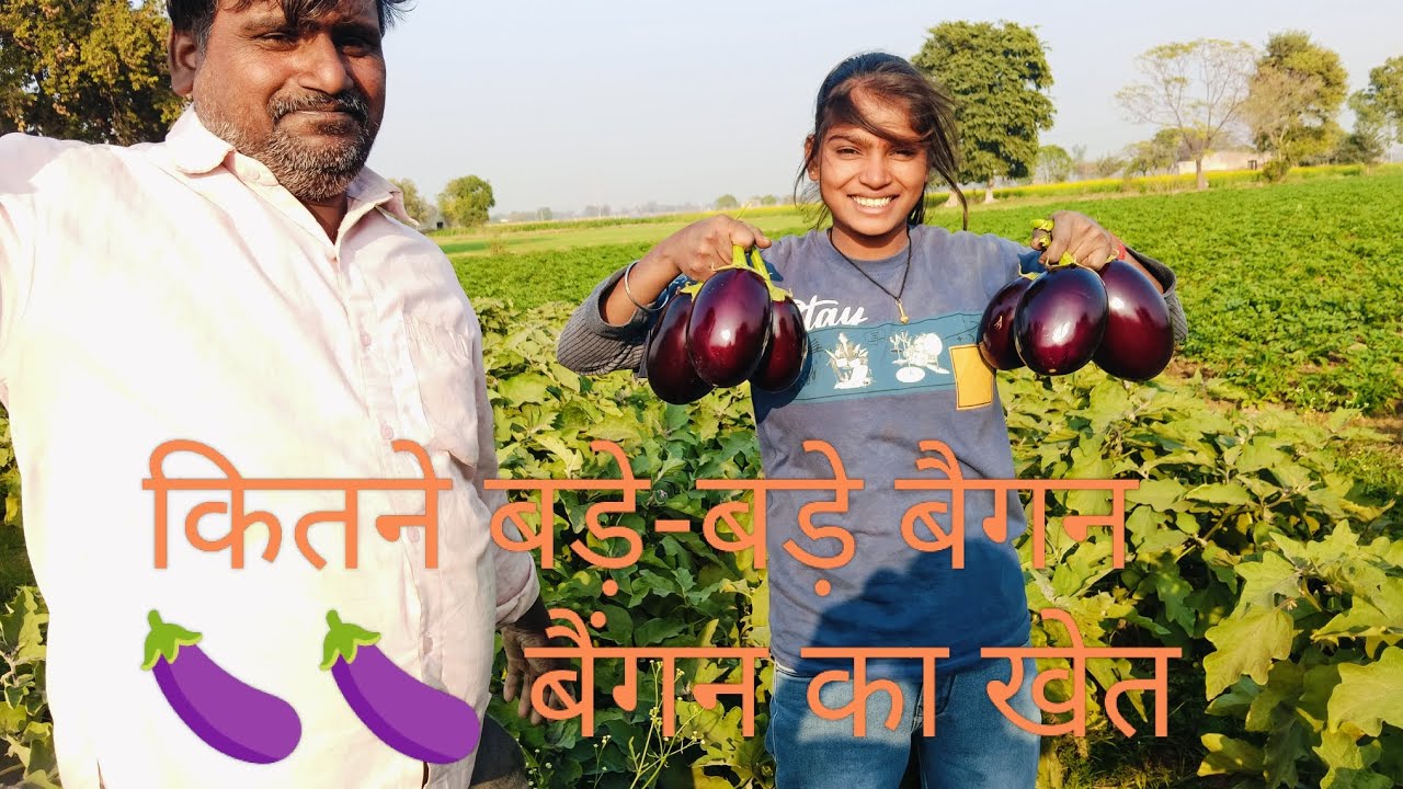 कितने बड़े बड़े बैंगन 🍆🍆🍆#pleasesubscribe #video 