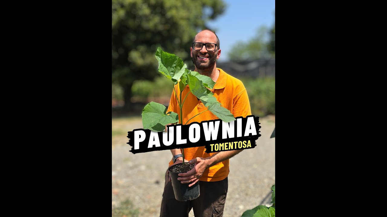 Come si cura e quando fare il "Taglio Tecnico" della Paulownia Tomentosa.