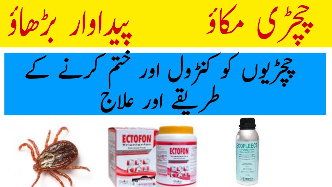 Tick Control Methods And Practices/How to Control And Treat Ticks In Dairy And Other Animals