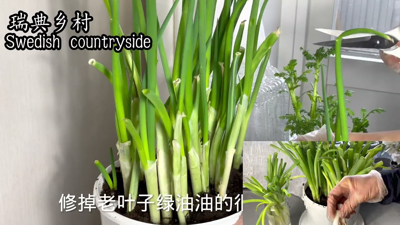 種蔥，一中十三天快速變大蔥，另一種蔥頭十三天後長多大了？