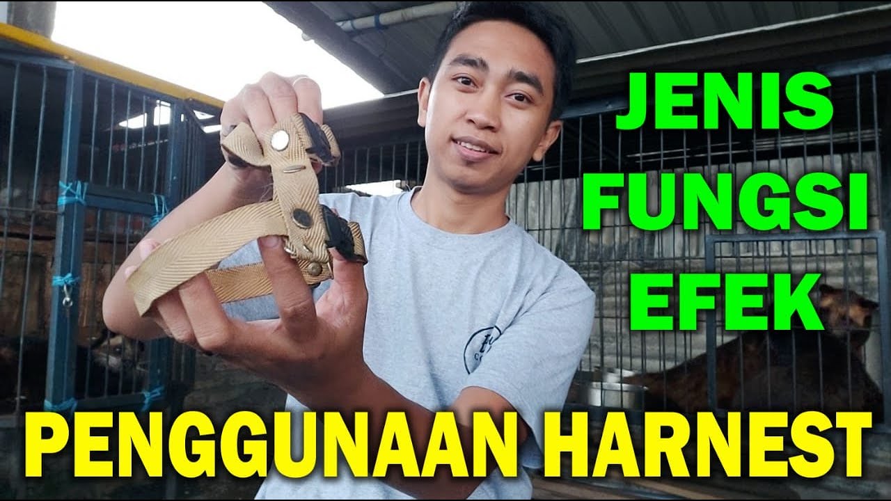 Jenis, Fungsi dan Efek Penggunaan Harnest buat Musang