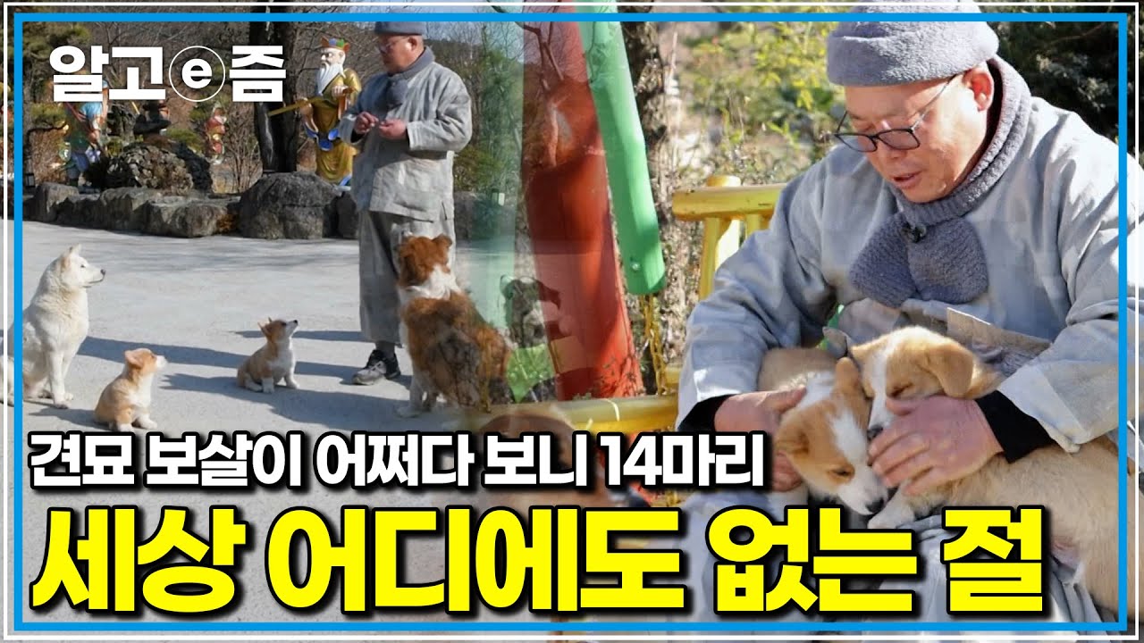 도선사 혜암스님은 다치고 버려진 생명들을 불심으로 거두다 보니,절은 어느새 견묘 보살들의 집이 되었고 삭막했던 도량에는 다시 활기가 깃들게 되는데｜세상에 나쁜 개는 없다｜알고e즘