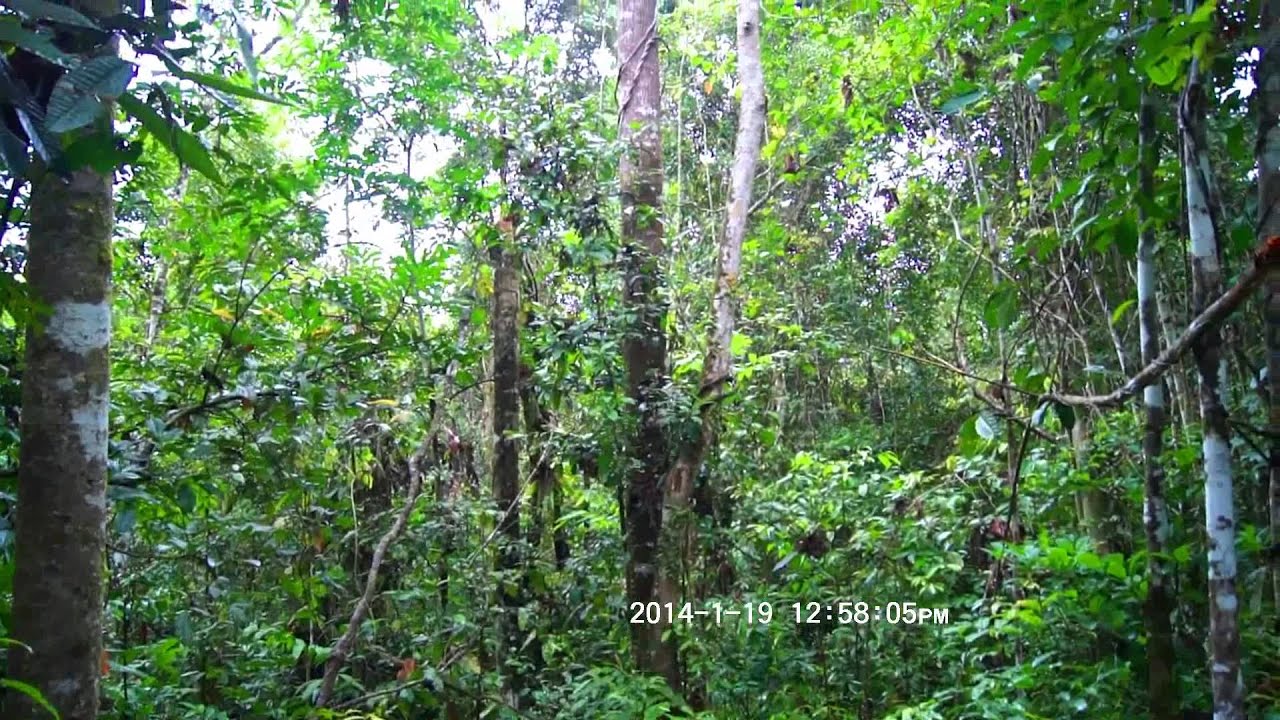 Sukau RainForest Lodge