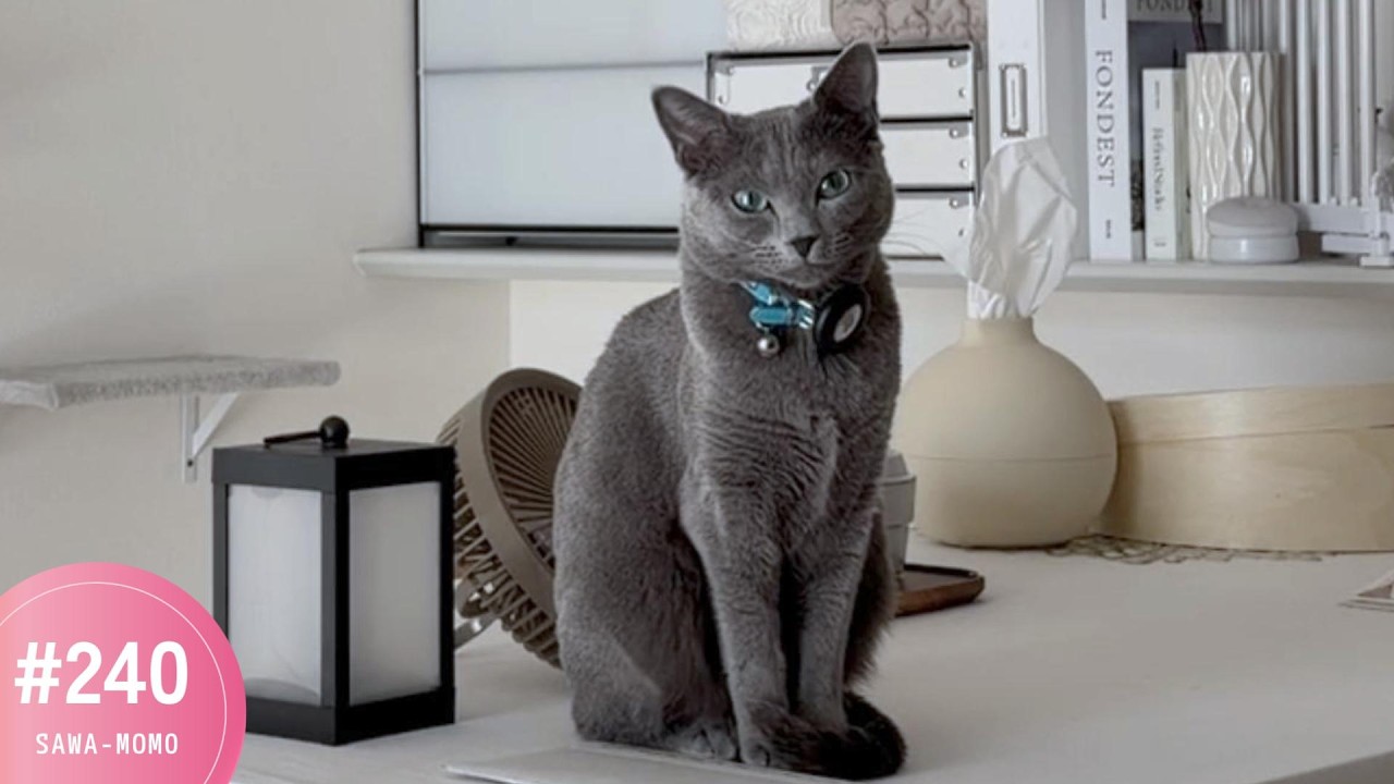 じっと見つめます