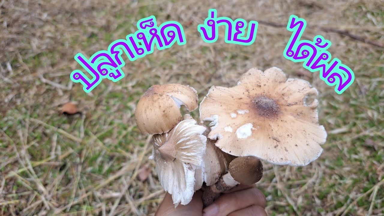 ปลูกเห็ดปลวก ด้วยวิธีง่ายๆ อิงธรรมชาติ ได้ผลดี ไม่ยุ่งยาก