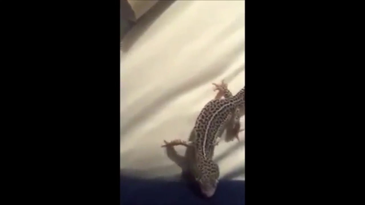 Strange Leopard Gecko Noise? (Turn up sound)