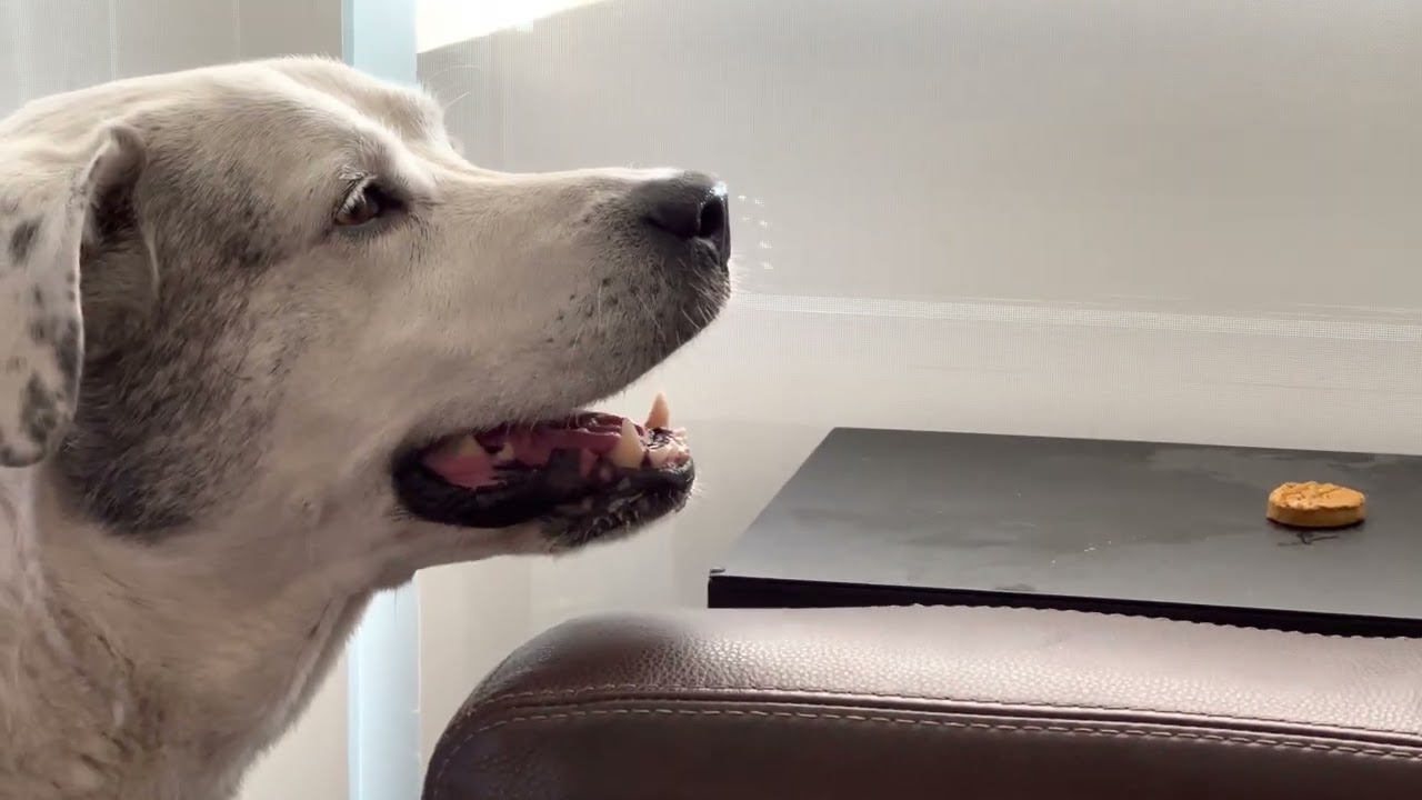 Mollydog wants her treat