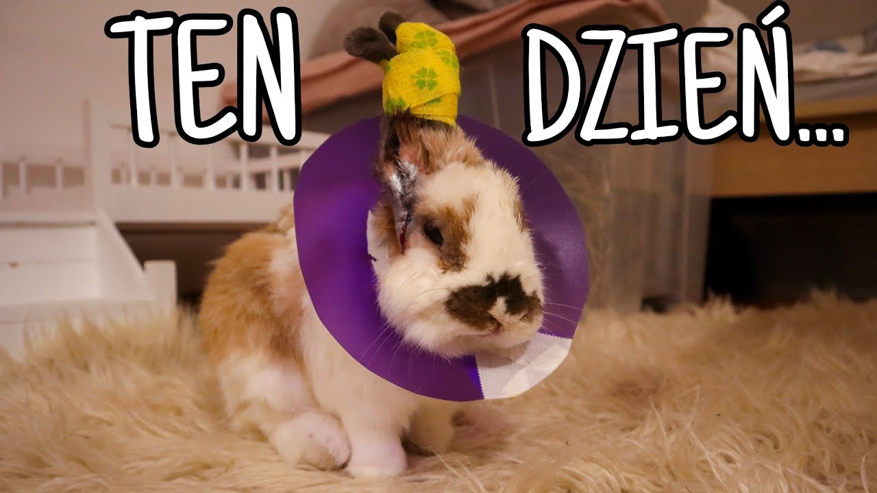 OPERACJA ŻULIKA