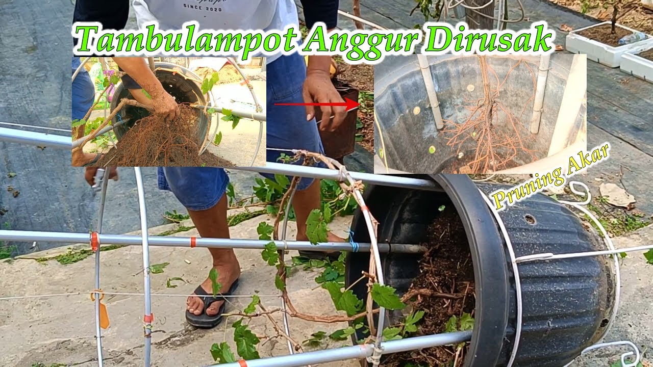 Perawatan Tambulampot Anggur Yang Wajib di Lakukan