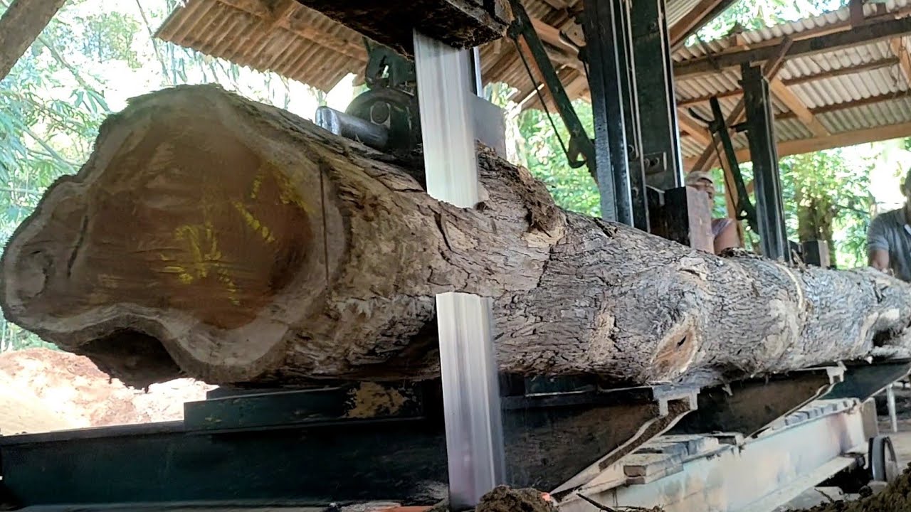 Besar..? luar biasa,bikin takjub kayu jati super panjang proses penggrajian di sawmill