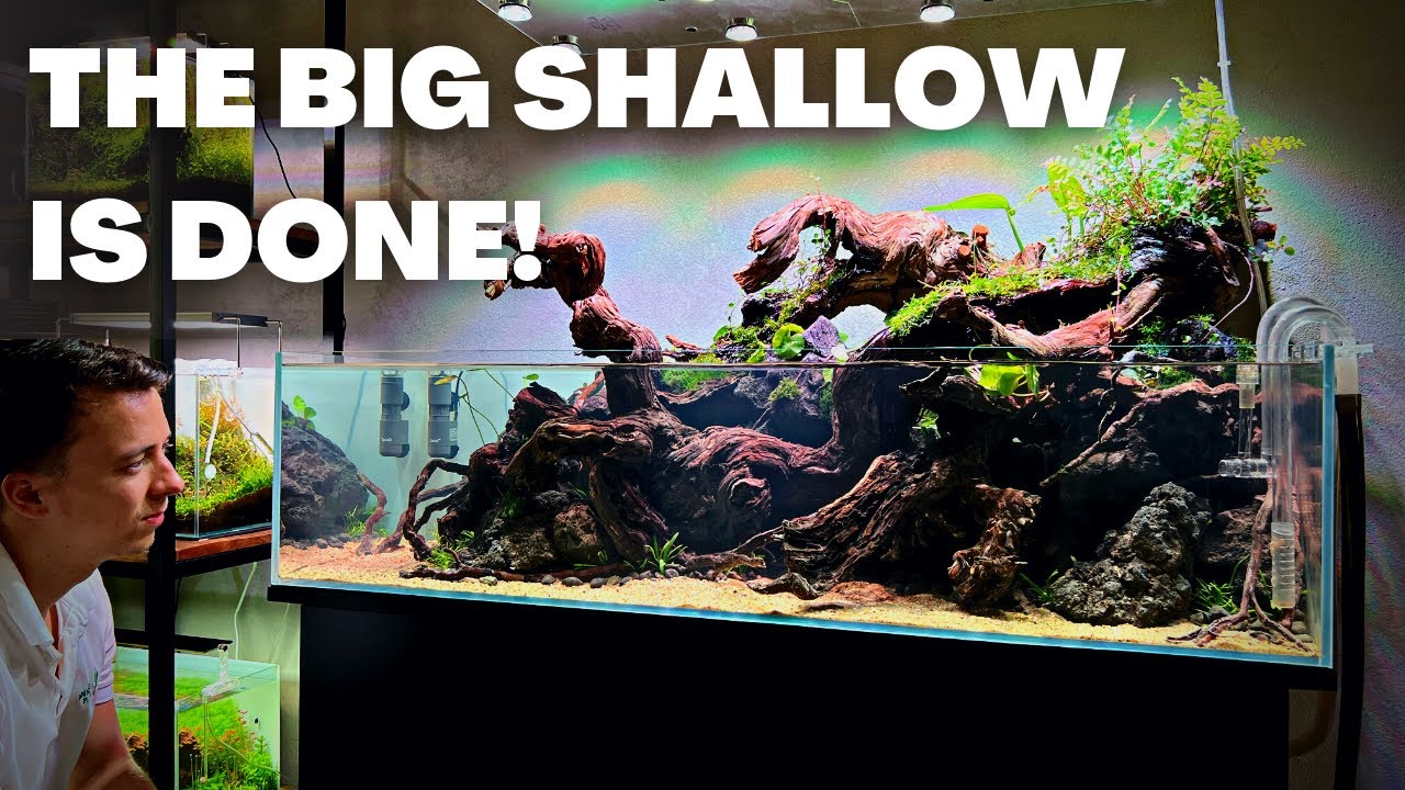 NATURAL STYLE AQUASCAPE = DONE! AMAZON INSPIRED SHALLOW PLANTED TANK!