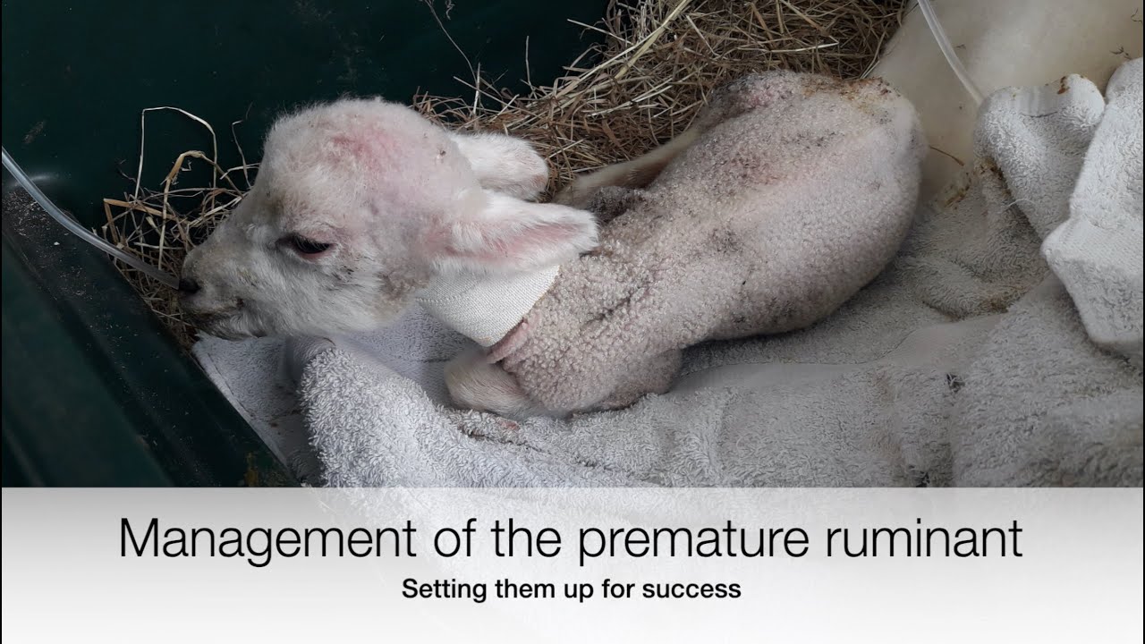 Management of premature lambs/kids/calves/cria; Vet explains | Sez the Vet