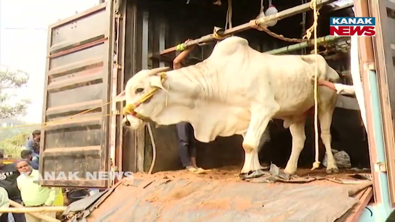 Cattle Smuggling In Container Exposed | Vehicle Going From Andhra To Kolkata Stopped In Patrapada