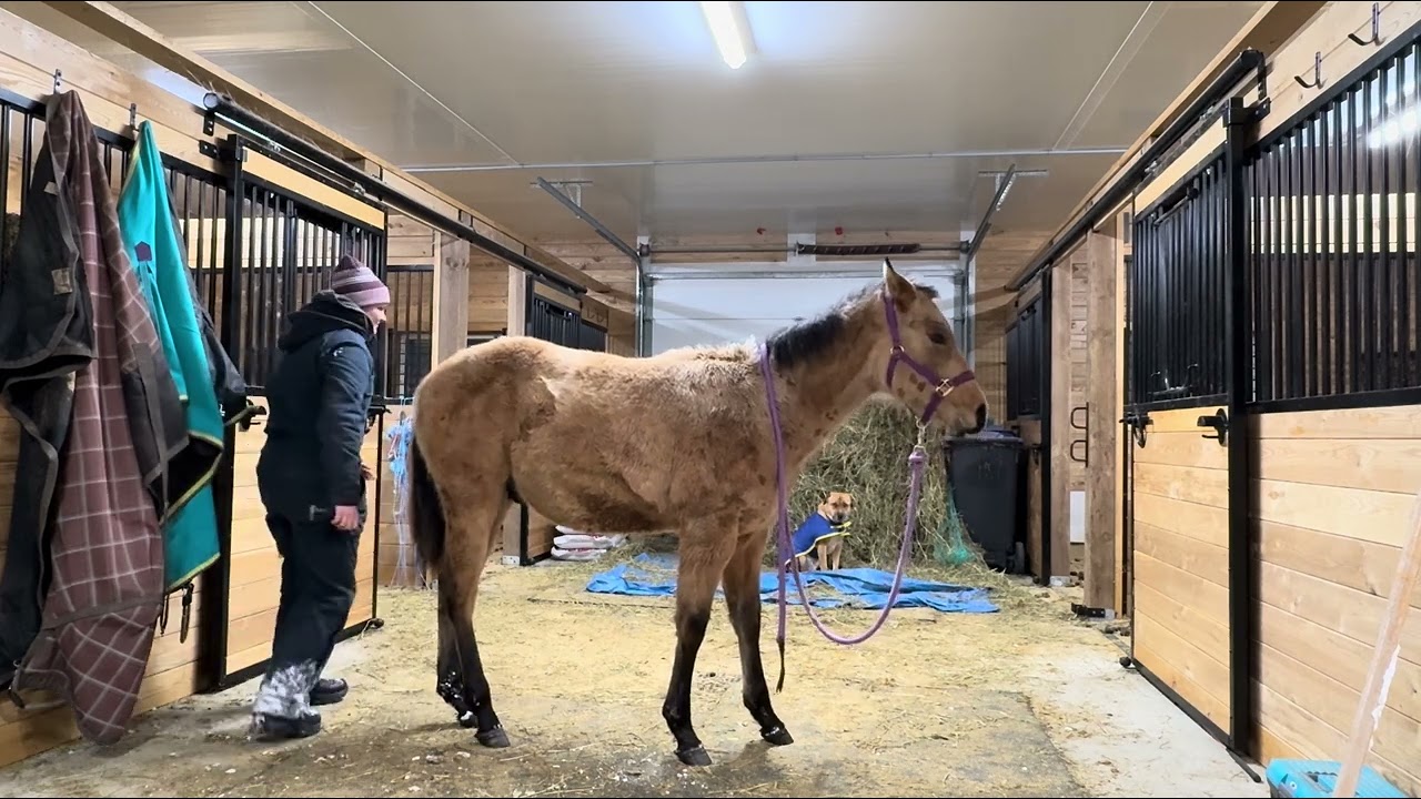 Ryan Rose, February 2026 Horsemanship Challenge - Peanut