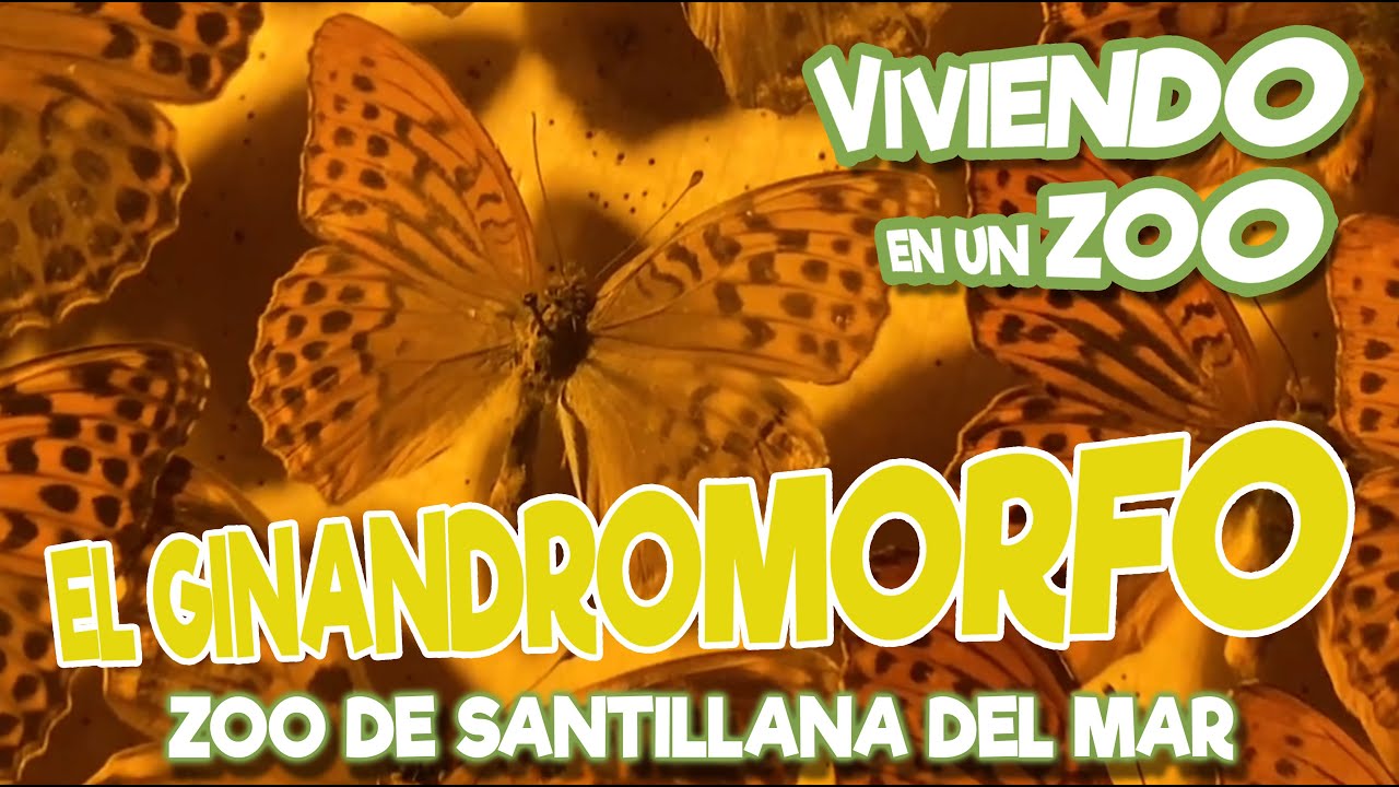 El ginandromorfo