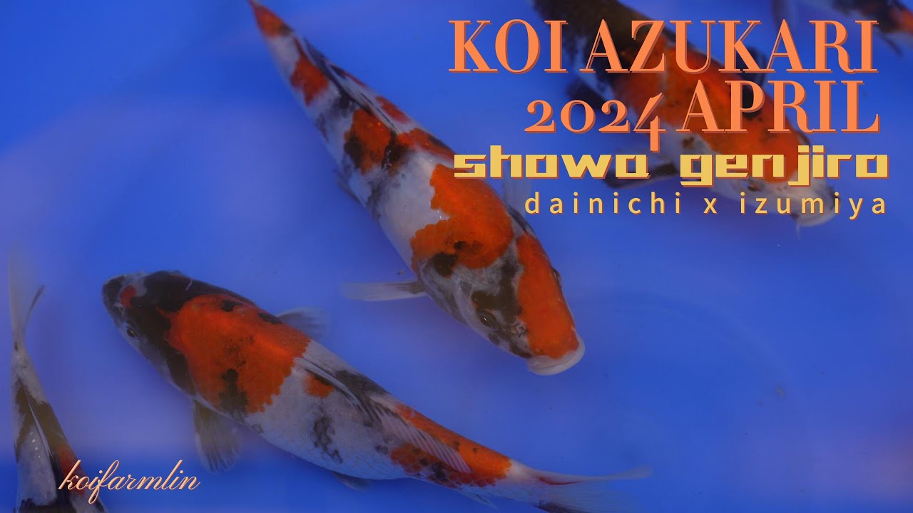 KOI GIAPPONESI AZUKARI   showa genjiro parte 1