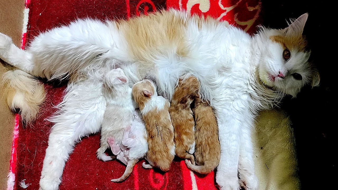 8 days before Newborn Kittens fight For Milk mother Cat