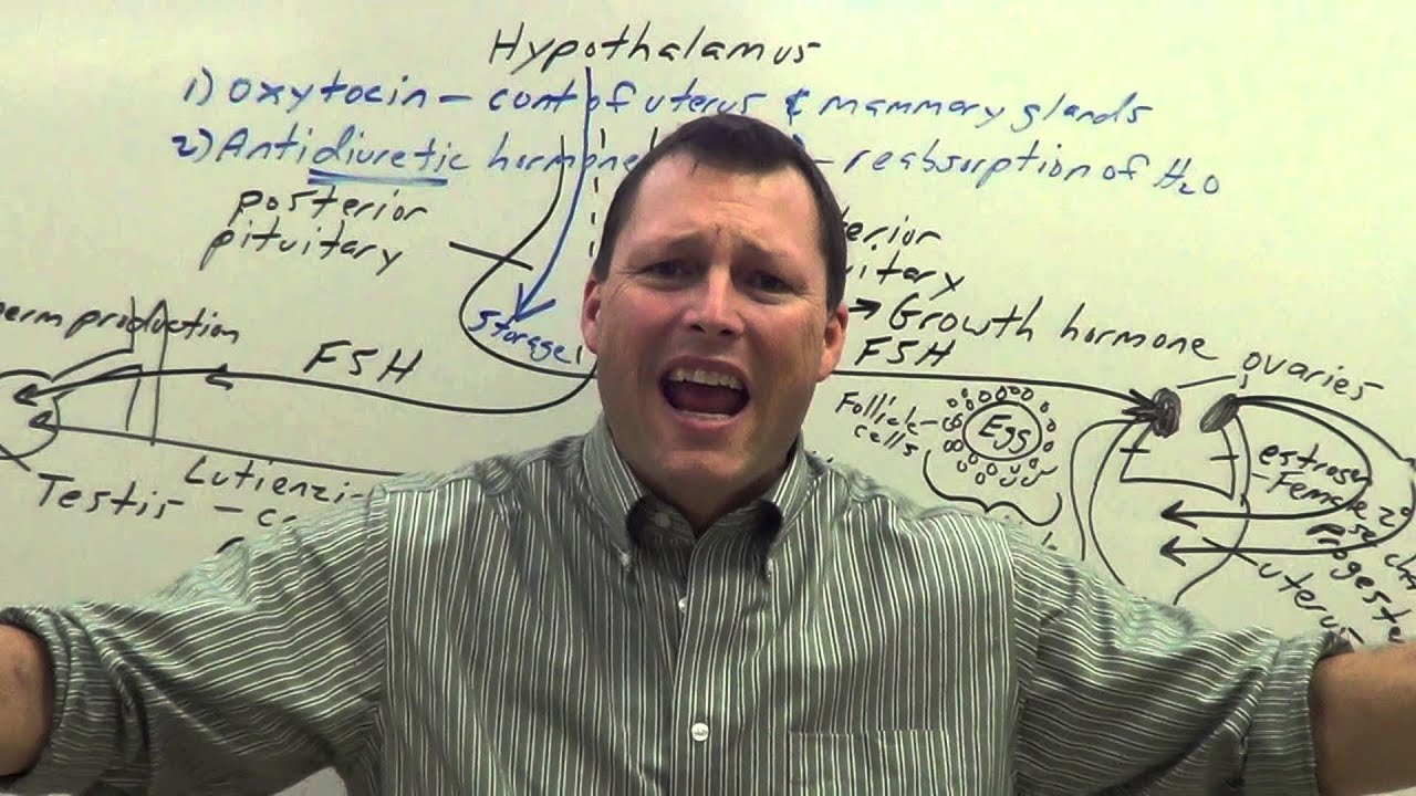 Endocrine system