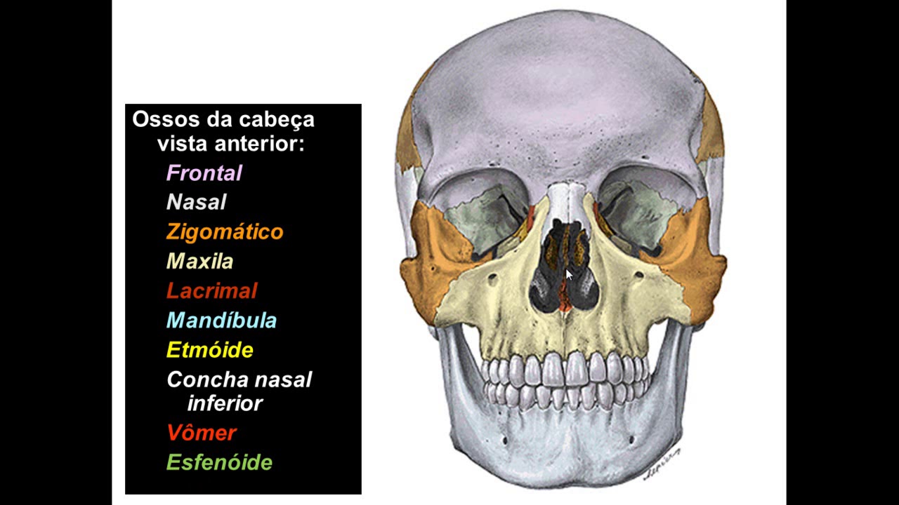 OSSOS DA CABEÇA