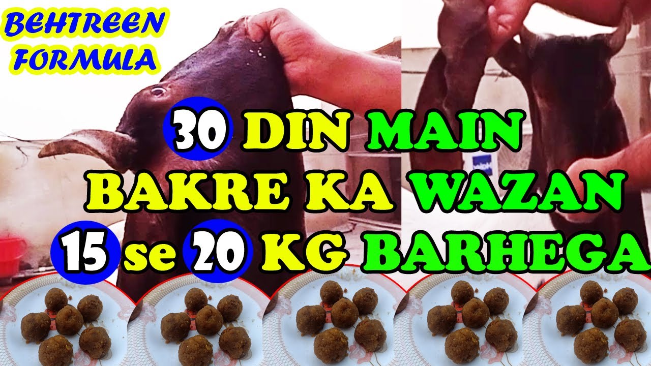 Bakro ka wazan barhane k lie formula | 30 din main 15 se 20 kg wazan barhega | Haider's Divine Goat